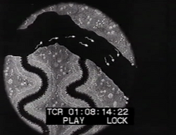 Die Geschlechtskrankheiten und ihre Folgen (D 1919)